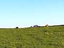 Cows