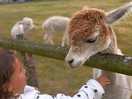 Hercules the alpaca