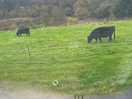 Farm life