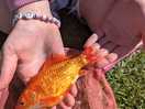 Goldfish we caught