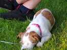 Sleepy dog after long walk in the nearby forestry