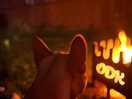 Cosy evening by fire pit.
