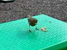 Little robin kept popping in to see us