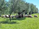 Schapen in de olijfgaard