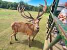 Feeding the deer