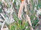 Wildlife