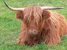 On site coos