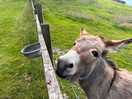 Lovely donkeys
