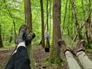 Hammocks
