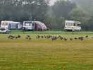 Loads of resident geese