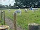 Animals at camp site