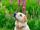 Buddy by the cut flower garden