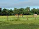 Breakfast watching the horses