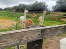 Alpaca's