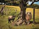 More farm animals