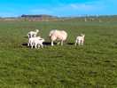 Lambs