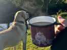 Coffee in the morning sunshine. dogs very welcome, on lead.