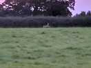 Beautiful deer going through the field