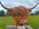 Cows