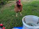 Hen joining me for dinner