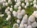 Hundreds of small white mushrooms in the forest by the site