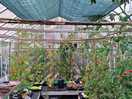 Tommyplants in greenhouse