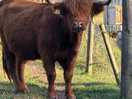More bulls