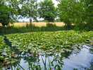 Monet lake