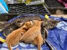 Kittens!