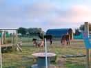 The animals you can watch from your camping spot
