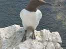 Farne islands trip guillemot