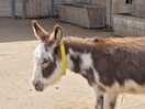 Had to visit the donkey sancuary next door.