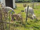 Alpacas on site