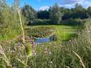 Beautiful pond with lily pads.