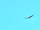 Kite