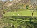View of the cutest lambs