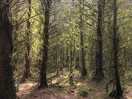 Forest short walk from the campsite, on the alwen trail.