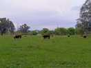 More cows!
