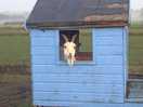 Star the goat!