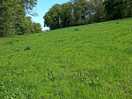 Meadow