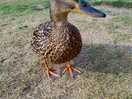 Pushy duck