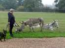Donkeys