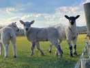 Lambs!
