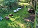 Visits from our feathered friends