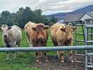 Cows in the feild next to camp