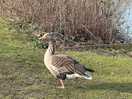 Quack quack