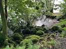 Forest nature