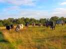 Cows