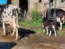 Down at the farm