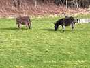 Donkeys